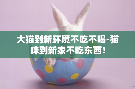 大貓到新環境不吃不喝-貓咪到新家不吃東西！