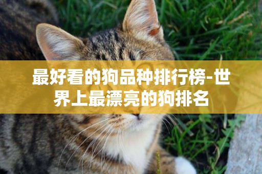 最好看的狗品種排行榜-世界上最漂亮的狗排名
