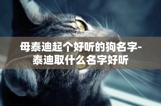母泰迪起個好聽的狗名字-泰迪取什么名字好聽
