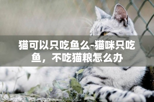 貓可以只吃魚么-貓咪只吃魚，不吃貓糧怎么辦