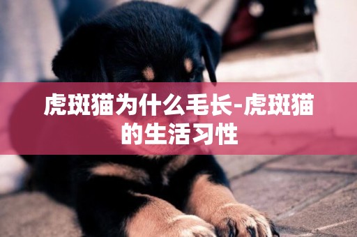 虎斑貓為什么毛長-虎斑貓的生活習性