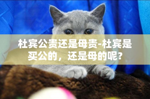 杜賓公貴還是母貴-杜賓是買公的，還是母的呢？