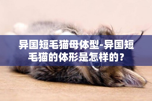 異國短毛貓母體型-異國短毛貓的體形是怎樣的？