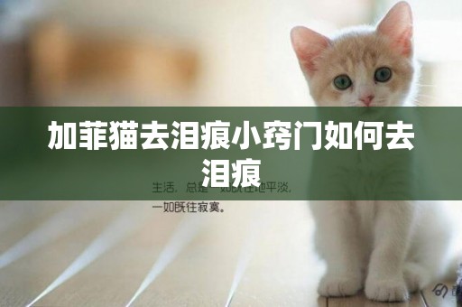 加菲貓去淚痕小竅門如何去淚痕
