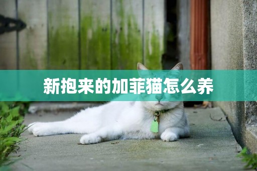 新抱來的加菲貓怎么養