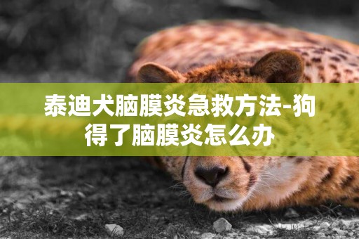 泰迪犬腦膜炎急救方法-狗得了腦膜炎怎么辦