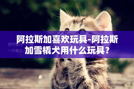 阿拉斯加喜歡玩具-阿拉斯加雪橇犬用什么玩具？