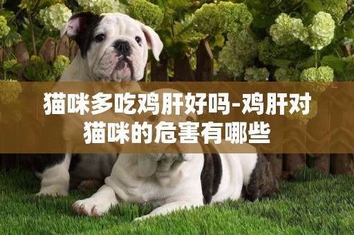 貓咪多吃雞肝好嗎-雞肝對貓咪的危害有哪些