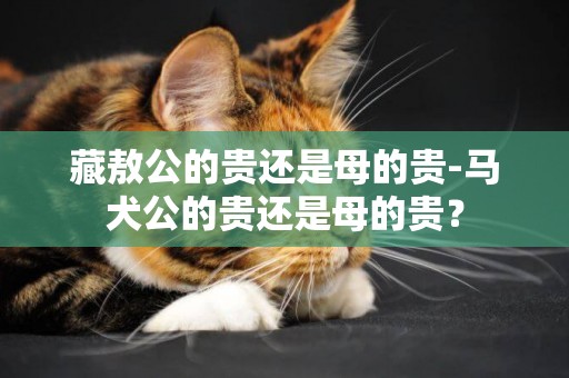藏敖公的貴還是母的貴-馬犬公的貴還是母的貴？