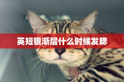 英短銀漸層什么時候發腮