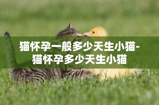 貓懷孕一般多少天生小貓-貓懷孕多少天生小貓