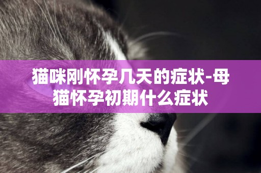 貓咪剛懷孕幾天的癥狀-母貓懷孕初期什么癥狀