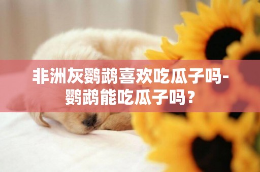 非洲灰鸚鵡喜歡吃瓜子嗎-鸚鵡能吃瓜子嗎？
