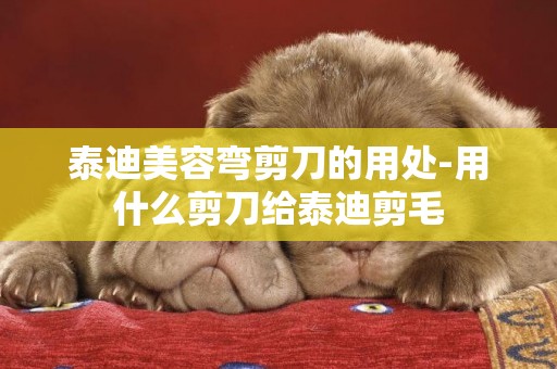泰迪美容彎剪刀的用處-用什么剪刀給泰迪剪毛