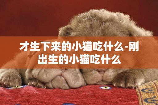 才生下來的小貓吃什么-剛出生的小貓吃什么