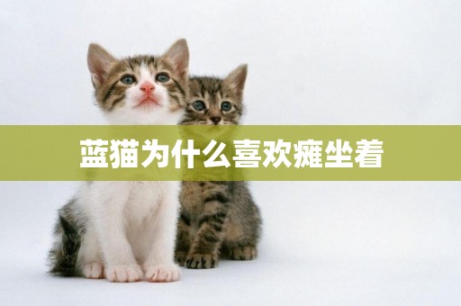 藍貓為什么喜歡癱坐著