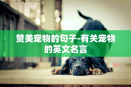 贊美寵物的句子-有關寵物的英文名言