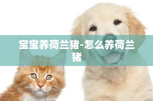寶寶養荷蘭豬-怎么養荷蘭豬