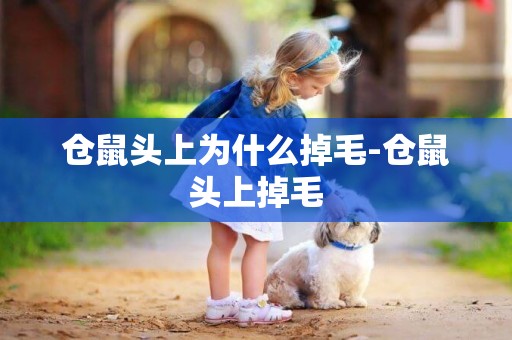 倉鼠頭上為什么掉毛-倉鼠頭上掉毛