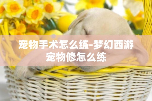 寵物手術怎么練-夢幻西游寵物修怎么練