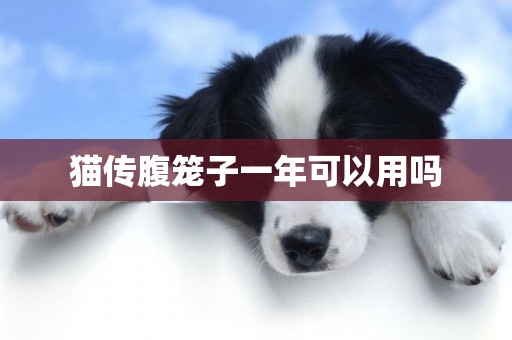 貓傳腹籠子一年可以用嗎