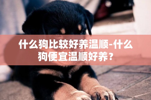 什么狗比較好養溫順-什么狗便宜溫順好養？