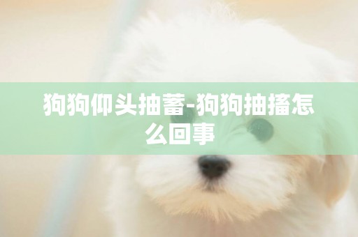 狗狗仰頭抽蓄-狗狗抽搐怎么回事