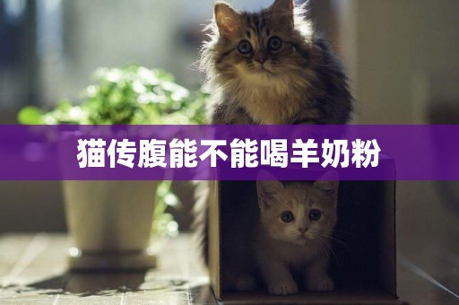 貓傳腹能不能喝羊奶粉