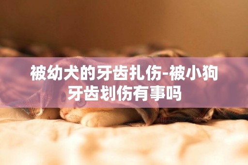 被幼犬的牙齒扎傷-被小狗牙齒劃傷有事嗎