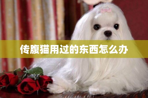 傳腹貓用過的東西怎么辦