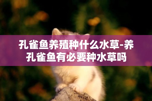 孔雀魚養殖種什么水草-養孔雀魚有必要種水草嗎