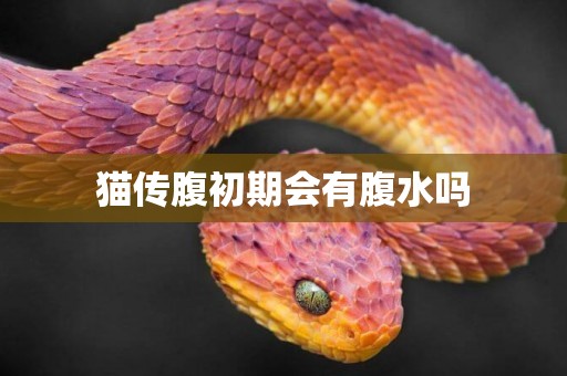 貓傳腹初期會有腹水嗎