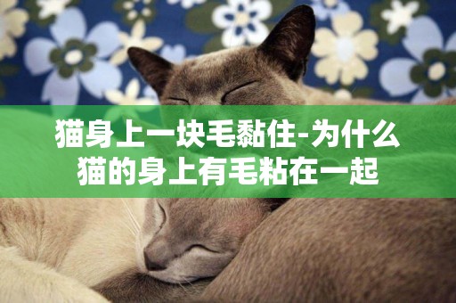 貓身上一塊毛黏住-為什么貓的身上有毛粘在一起