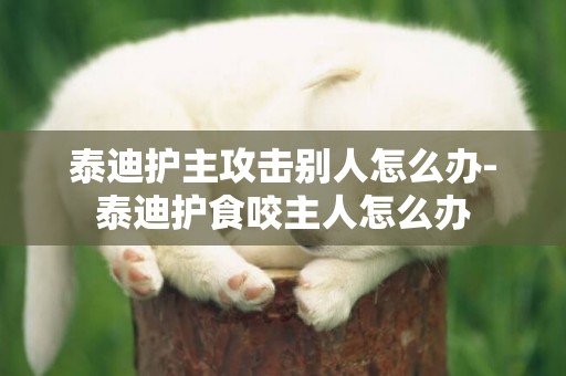 泰迪護主攻擊別人怎么辦-泰迪護食咬主人怎么辦