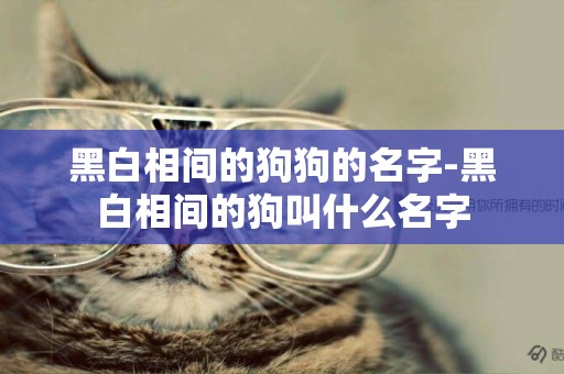 黑白相間的狗狗的名字-黑白相間的狗叫什么名字