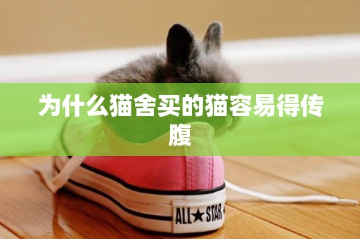 為什么貓舍買的貓容易得傳腹