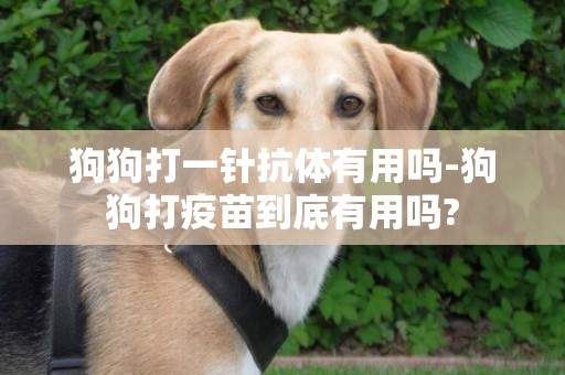 狗狗打一針抗體有用嗎-狗狗打疫苗到底有用嗎?