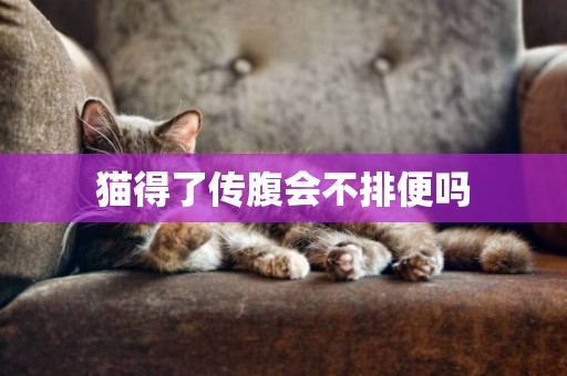 貓得了傳腹會不排便嗎
