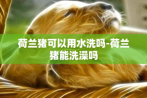 荷蘭豬可以用水洗嗎-荷蘭豬能洗澡嗎
