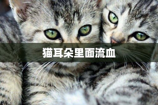 貓耳朵里面流血