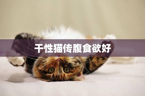 干性貓傳腹食欲好