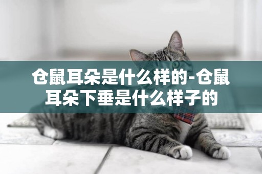倉鼠耳朵是什么樣的-倉鼠耳朵下垂是什么樣子的
