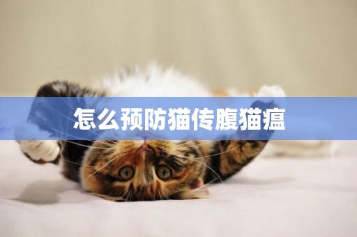 怎么預防貓傳腹貓瘟