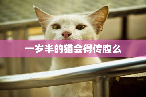一歲半的貓會得傳腹么
