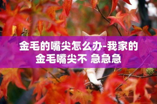 金毛的嘴尖怎么辦-我家的金毛嘴尖不 急急急