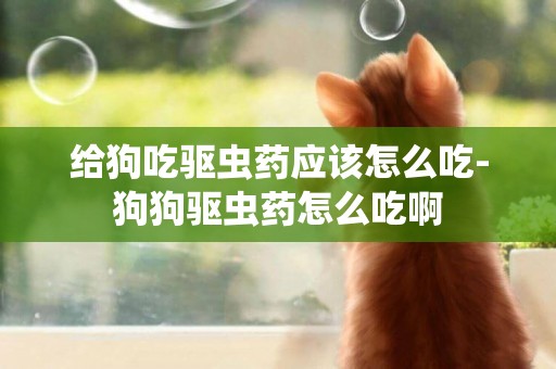 給狗吃驅蟲藥應該怎么吃-狗狗驅蟲藥怎么吃啊