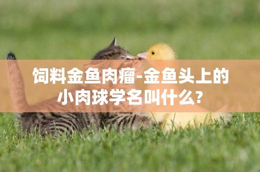 飼料金魚肉瘤-金魚頭上的小肉球學名叫什么?