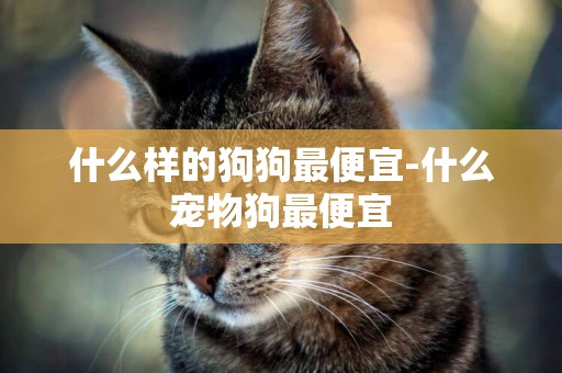 什么樣的狗狗最便宜-什么寵物狗最便宜