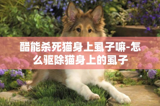 醋能殺死貓身上虱子嘛-怎么驅除貓身上的虱子