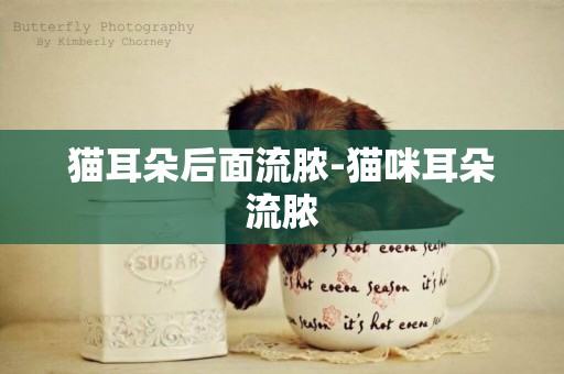 貓耳朵后面流膿-貓咪耳朵流膿